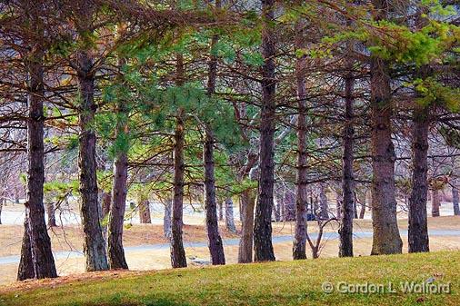 Park Pines_15160.jpg - Photographed in Andrew Haydon Park at Ottawa, Ontario - the capital of Canada.